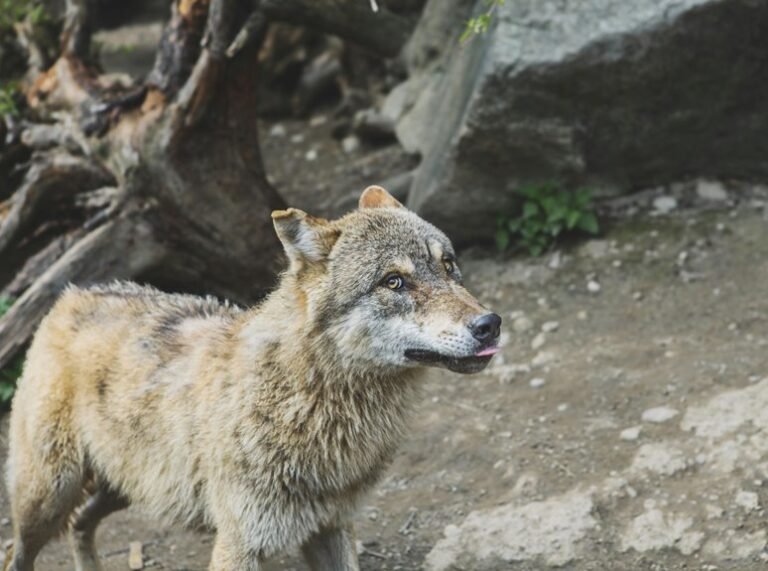 alpha stream dynamics identifier